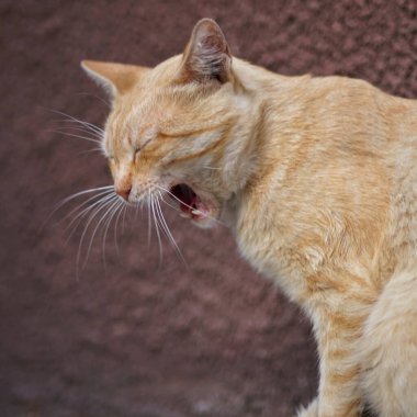 Solgun kızıl kedi esniyor, profilden bir portre..