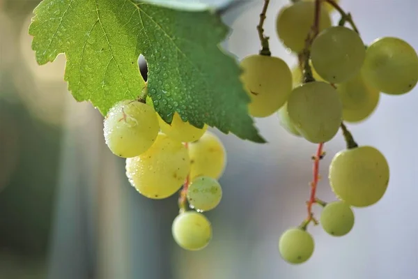 Rijpe groene druiven met blad op de wijnstok. — Stockfoto