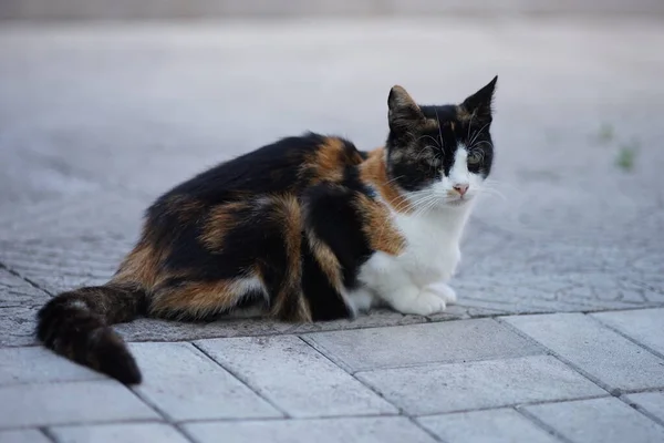 Maneki neko cat relax on the stone floor outdoor.