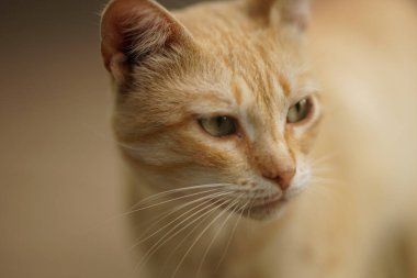 Kızıl kedi portresi. Kapalı yüz, seçici fofus..