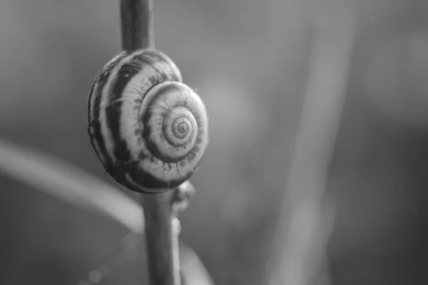 Concha de caracol em um ramo em um jardim de verão, macro bw foto — Fotografia de Stock