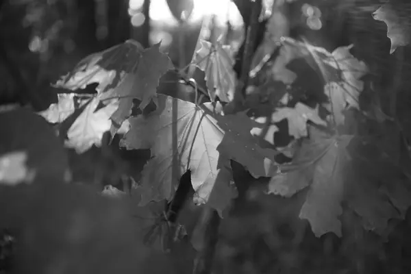 Велике кленове листя на гілці в осінній сонячний день . — стокове фото