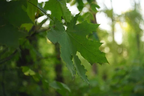 Велике зелене кленове листя на гілці в осінньому лісі . — стокове фото