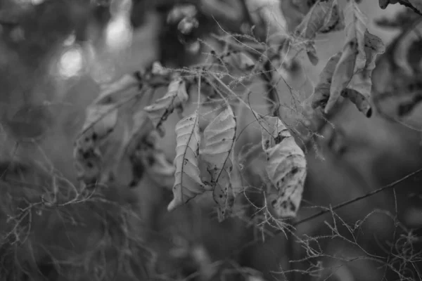 Στριμμένα αποξηραμένα φύλλα σε ένα δέντρο του δάσους. Φωτογραφία BW. — Φωτογραφία Αρχείου