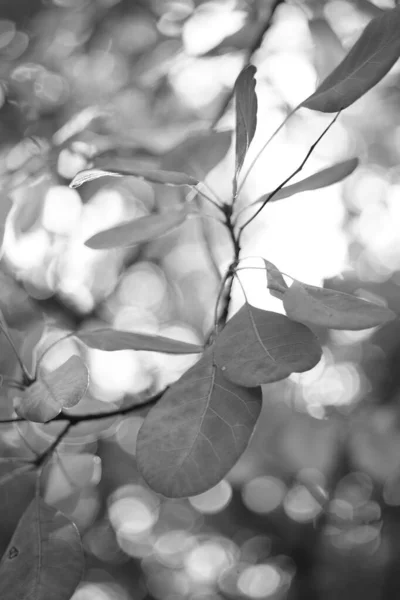 Τα φθινοπωρινά φύλλα στα κλαδιά του δάσους. Φωτογραφία BW. — Φωτογραφία Αρχείου