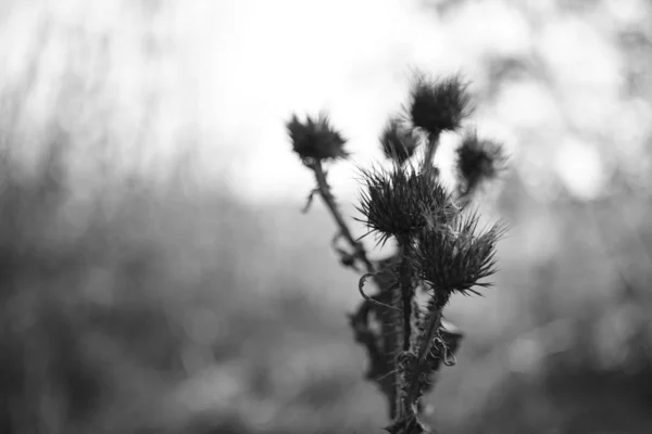 Сухое колючее растение против размытого поля и неба, фото . — стоковое фото