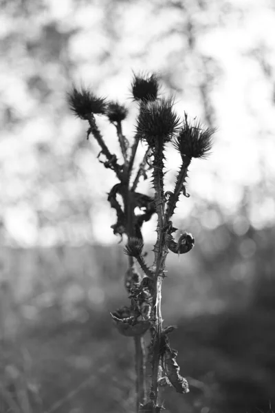 Dry spiny plant against the blurred background, bw. — Stock Photo, Image