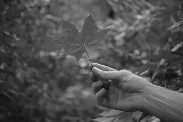 Mano dell'uomo che tiene una foglia d'acero su uno sfondo di alberi sfocati. Bw foto . — Foto Stock