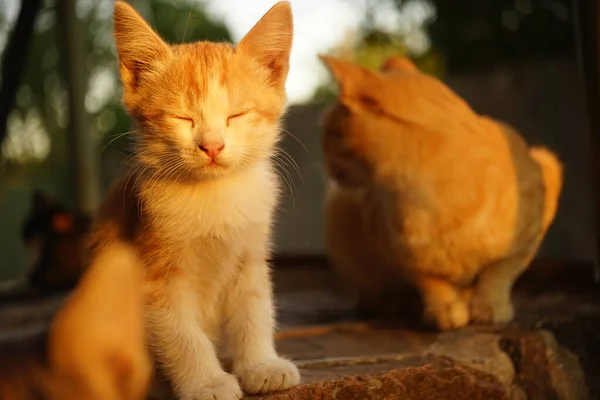 Gatinho de gengibre e gato descansam no chão de pedra ao pôr do sol quente — Fotografia de Stock