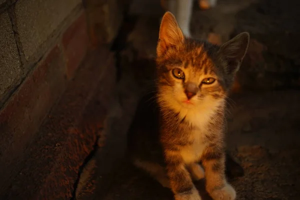 かわいい子猫の肖像画日没、暖かい太陽の光が顔に — ストック写真