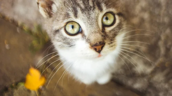 Förtjusande blekgrå kattunge höstporträtt. Katt ansikte närbild. Söta husdjur. Kitty avslappnad på hösten — Stockfoto