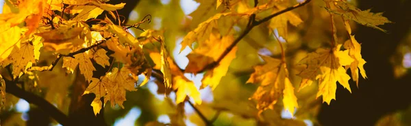 Автономне листя на кленовому дереві крупним планом — стокове фото