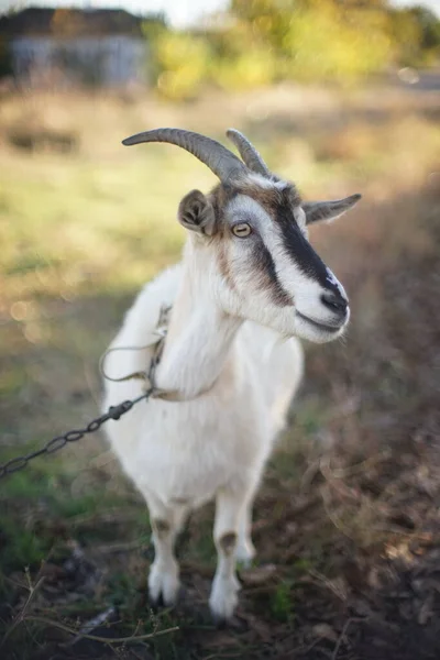 Gehoornde geit graast in een weiland. Herfstdag in het dorp — Stockfoto