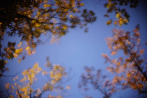 Fondo borroso cielo azul y árboles de otoño —  Fotos de Stock