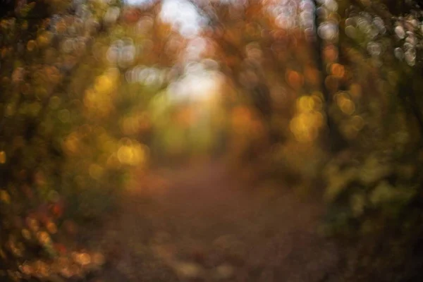 迷人的、阳光明媚的秋天森林，叶色艳丽，背景模糊. — 图库照片