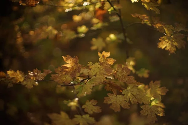 Μαγικό ηλιόλουστο φθινόπωρο δάσος, κίτρινα καφέ φύλλα στο κλαδί, σφενδάμι με sunligth, φθινοπωρινό φόντο της φύσης. — Φωτογραφία Αρχείου