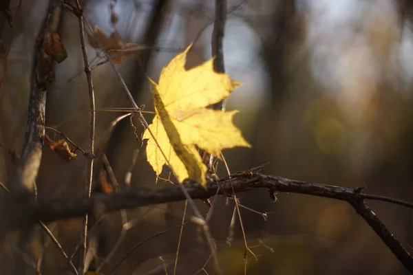 Золотой кленовый лист на сухой ветке в осеннем лесу, размытый фон . — стоковое фото