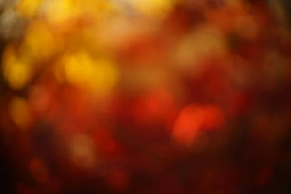 Fondo borroso abstracto en colores rojos amarillos, hojas borrosas de otoño en el bosque soleado —  Fotos de Stock