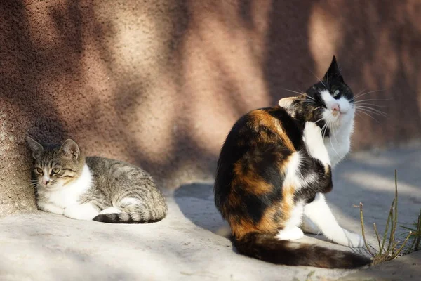 A pata do gato arranha atrás da orelha. Pulgas e carraças em animais de estimação. Kitty senta-se no pátio, um gatinho jaz contra a parede . — Fotografia de Stock