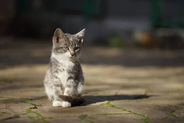 Beautiful ashen kitten sits on a stone road, bright sunlight and shadow. — Stock Photo, Image