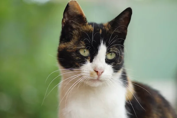 Неймовірно красива триколорова кішка удачі Манекі Неко, портрет обличчя з цікавим виглядом.. — стокове фото