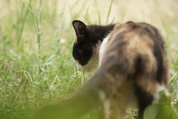 Le chat mange de l'herbe fraîche dans le jardin. Comportement de chaton enceinte . — Photo