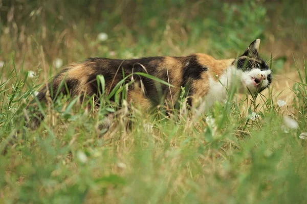 Кіт їсть свіжу траву в саду. Поведінка котів . — стокове фото