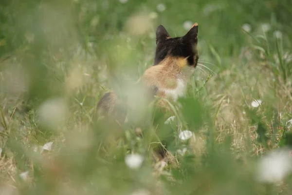 Macska ül friss zöld fű és virágok. — Stock Fotó