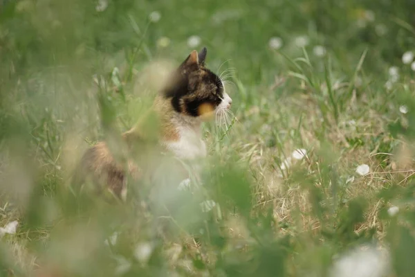 新鮮な緑の芝生と花で猫がリラックス — ストック写真
