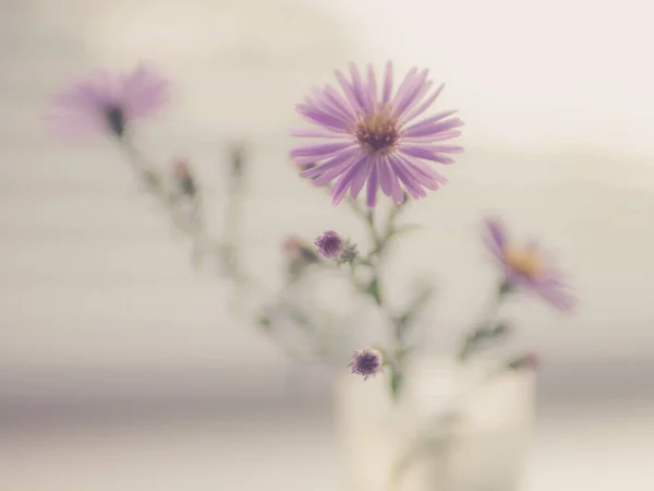 Verschwommener Hintergrund mit einem kleinen Strauß zarter lila Chrysanthemen auf hellem Hintergrund. — Stockfoto