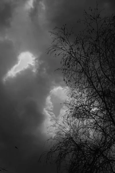 Dark large gray clouds and tree silhouette, bw — Stock Photo, Image