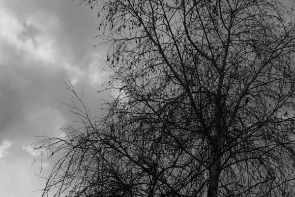 Oscuro grandes nubes grises y silueta de abedul negro, bw foto . — Foto de Stock