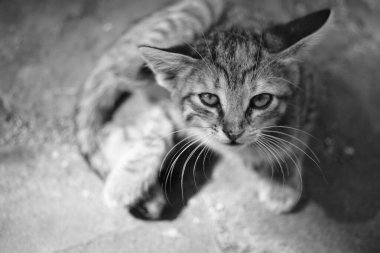 Güneşli bir günde tekir kedicik portresi. Siyah beyaz fotoğraf.