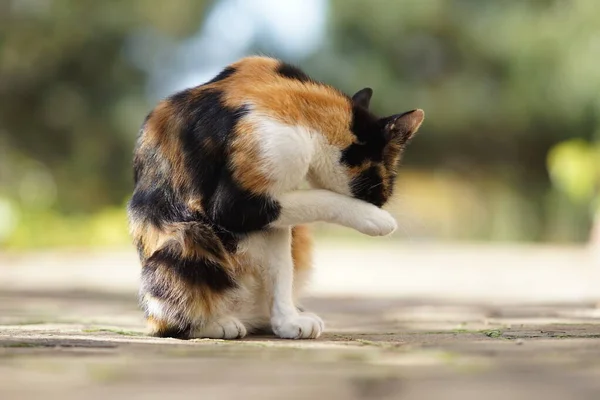 Gato tricolor bonito lava-se com patas em uma jarda ensolarada . — Fotografia de Stock