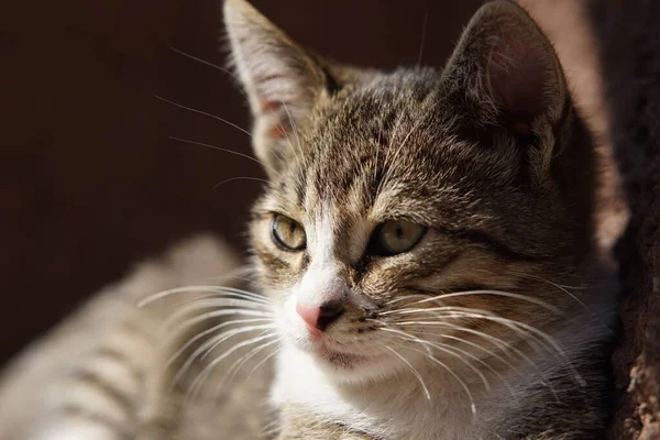 Porträtt av en tabby grå kattunge närbild — Stockfoto