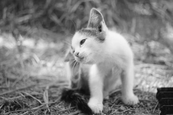 Kitten paw krassen achter het oor, outdoor close-up portret. Vlooien en teken bij huisdieren. BW Photo. — Stockfoto