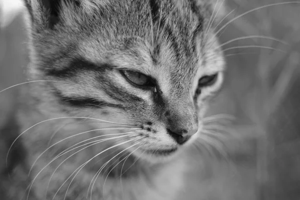 Tabby kitten close-up gezicht portret. Zwart-wit foto. — Stockfoto