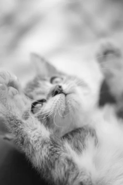 Playful kitten close up face portrait. Black and white photo. — Stock Photo, Image