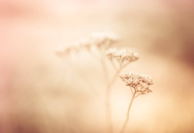 Kuru çiçekli kahverengi doğal arkaplan siste saplanır