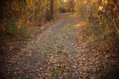 Sonbahar ormanlarında yol güneşli bir günde