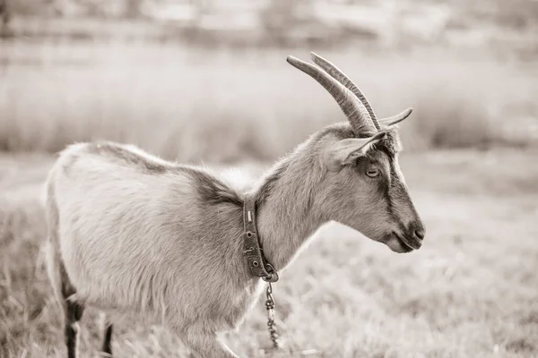 Portret van een geit met hoorns in profiel, grazend aan een leiband in het weiland. Foto van Sepia. — Stockfoto