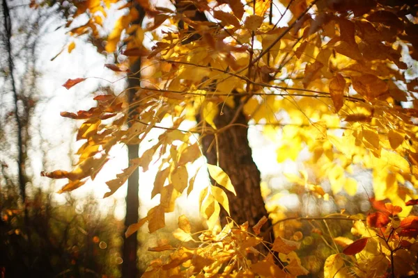 Χρυσό φθινόπωρο δάσος, κίτρινα φύλλα σε ένα δέντρο, ουρανός με φόντο τον ήλιο. — Φωτογραφία Αρχείου