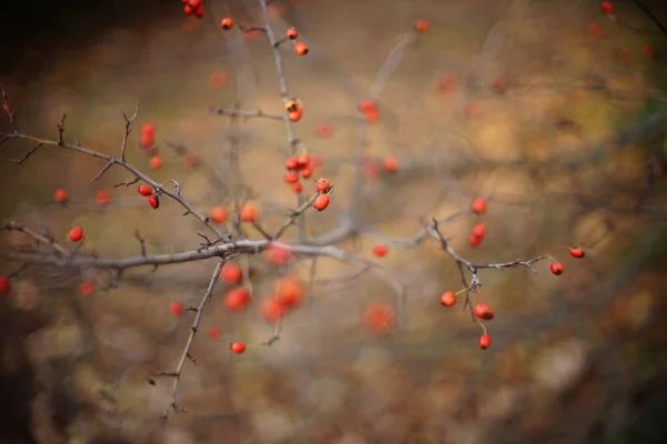 Galagonya bogyók apró gyümölcsök nőnek a fák és bokrok. — Stock Fotó