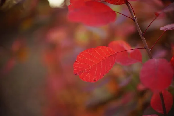 Κόκκινα φύλλα στο κλαδί του φθινοπωρινού δάσους. — Φωτογραφία Αρχείου