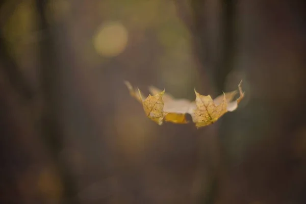 Hoja de arce seco marrón curvado en una rama en el bosque de otoño, fondo borroso, foco de arte . —  Fotos de Stock