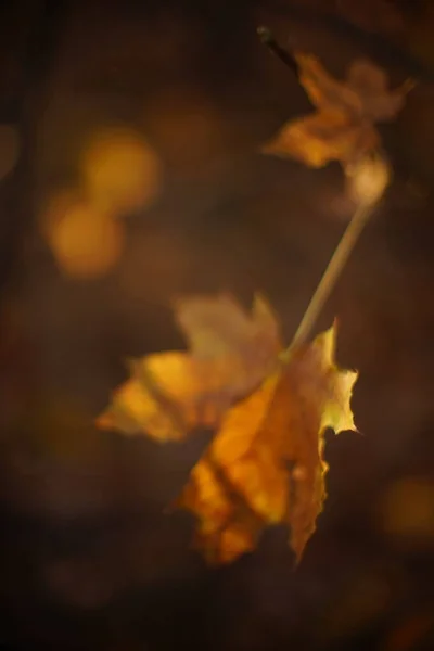 Gouden droge esdoorn blad op een tak met prachtig zonlicht. Magie — Stockfoto