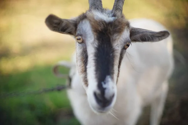 Портрет домашней козы, лицо крупным планом. Выпас сельскохозяйственных животных в природе . — стоковое фото