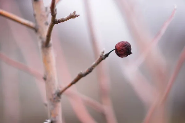 Rote getrocknete Birne am Baum im Wintergarten, verschwommen. — Stockfoto