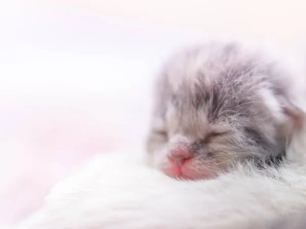 Söt nyfödda kattunge sova, baby djur sova, femte dag i livet, närbild ansikte porträtt. — Stockfoto