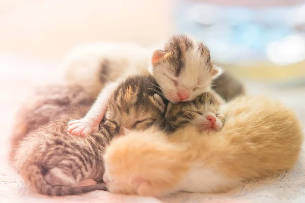 Gatinhos recém-nascidos dormindo, bichinhos bonitos dormir — Fotografia de Stock